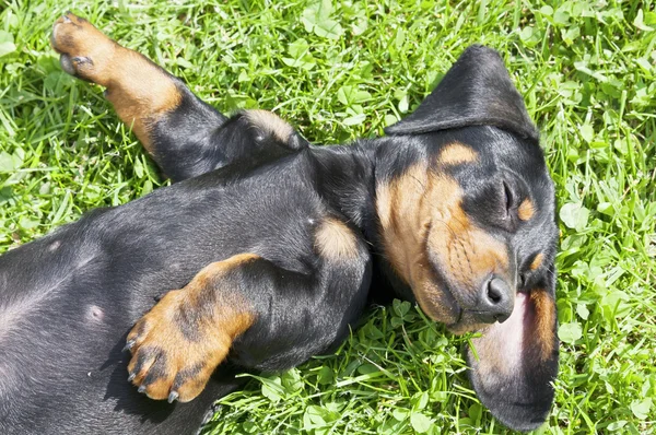 Cucciolo bassotto in giardino — Foto Stock