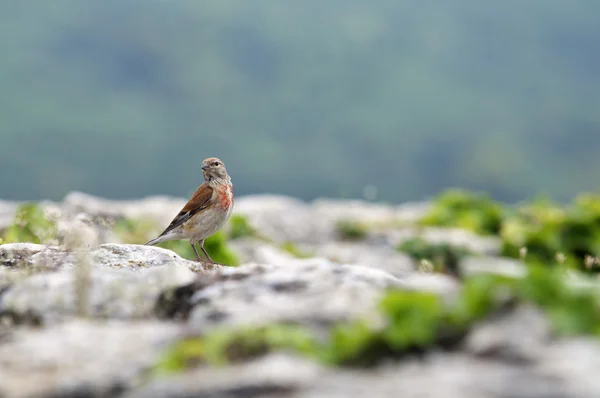 Linnet on rock Royalty Free Stock Images