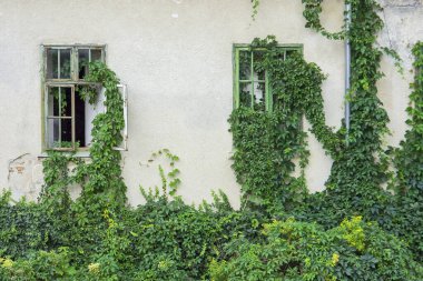 Pencereleri ve yeşil yaprakları olan eski harabe ev sahnesi
