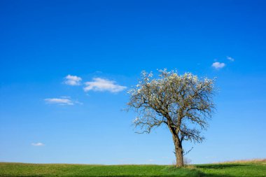 Küçük beyaz bulutlar ve mavi gökyüzü ile çayırda yalnız çiçek açan ağaç.