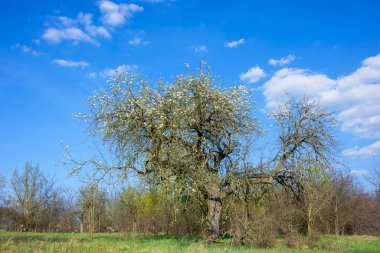 Çıplak çalıları ve küçük beyaz bulutları olan yalnız çiçekli bir ağaç.