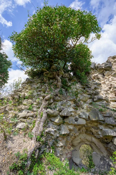 Oude Stenen Muur Van Kasteel Met Struik Top — Stockfoto