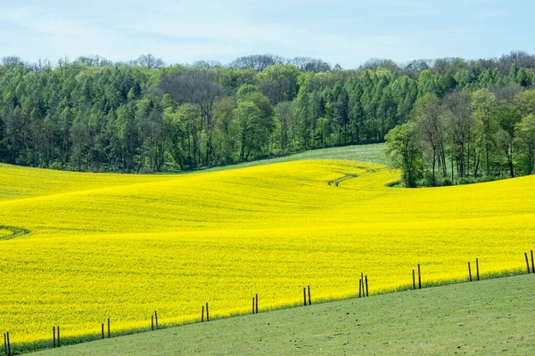 Vivid Yellow Rapeseed Field Sloping Hillside Trees Background — Stock Photo, Image