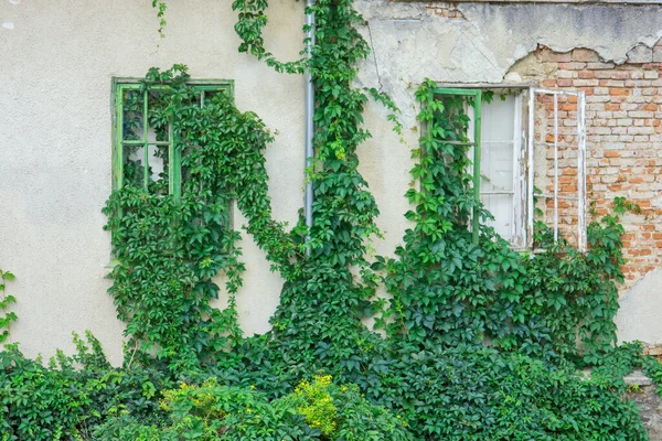 Старый Разрушенный Дом Стены Сцены Окнами Зелеными Листьями — стоковое фото