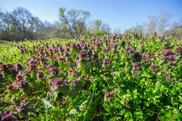 Sunny Close Shot Lots Small Red Dead Nettle Plants — Stock Photo, Image