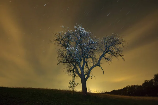 Einsam Blühender Baum Auf Der Wiese Bei Nacht Mit Verschwommenen — Stockfoto