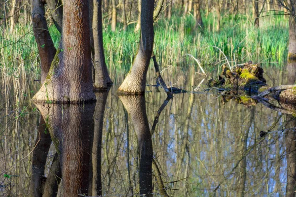 Swamp Forest Protected Landscape Area Ocsa Trees Pond Hungary — Stock Photo, Image