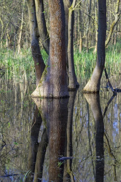 Moerasbos Beschermd Landschap Van Ocsa Met Bomen Vijver Hongarije — Stockfoto