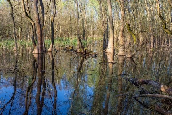 Floresta Pântanos Área Paisagem Protegida Ocsa Com Árvores Lagoa Hungria — Fotografia de Stock