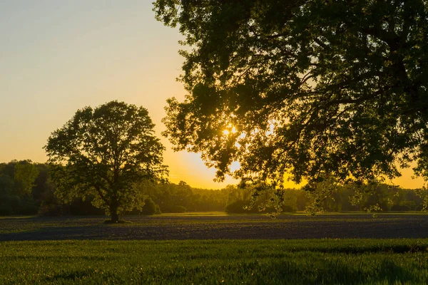 Sommersonnenuntergang Auf Einer Landwirtschaftlichen Wiese Mit Baumsilhouetten Und Pollen Der — Stockfoto