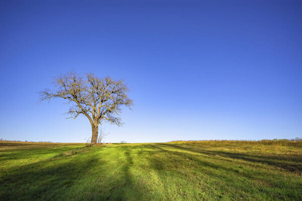 Lonely bare tree standing in the sunny meadow with clear blue sky and green grass around