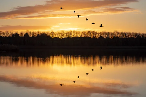 Wild Geese Fly Lake Yellow Dawn Reflected Water — Stock Photo, Image