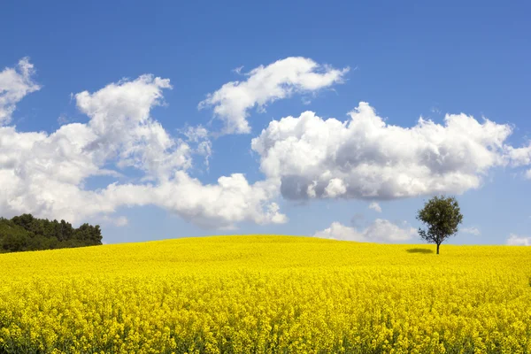 Koolzaad veld — Stockfoto