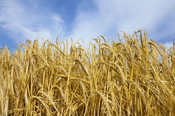 Campo de trigo — Foto de Stock