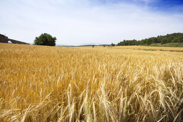 Tarweveld — Stockfoto