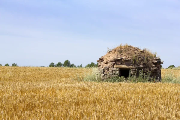 Wheat field with stone hut — Stock Photo, Image