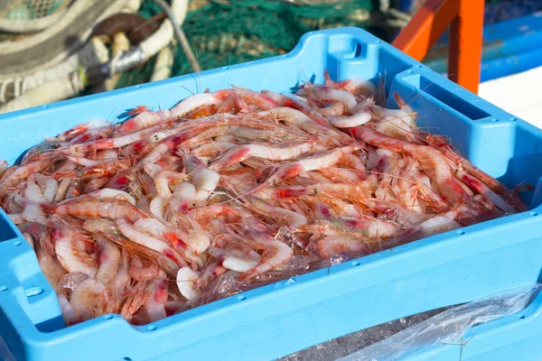 Pesca do camarão acabado — Fotografia de Stock