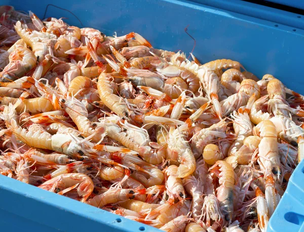 Pesca de camarones terminada —  Fotos de Stock