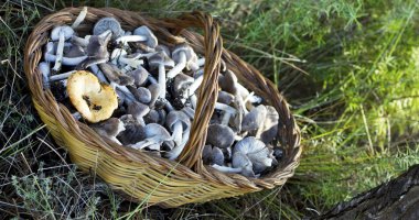 Basket of mushrooms clipart