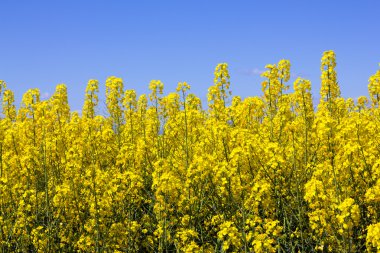 kolza tohumu çiçek