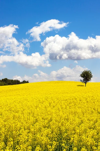 Koolzaad veld — Stockfoto