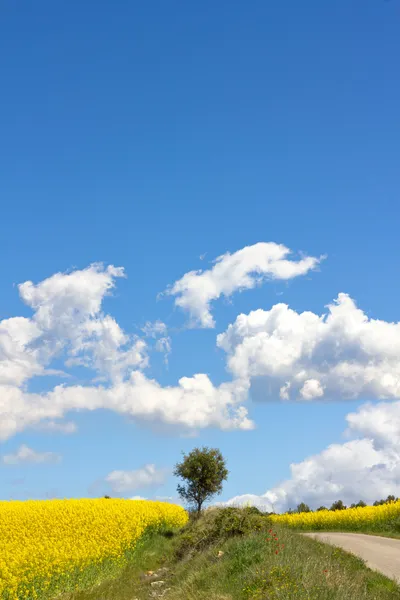 Koolzaad veld — Stockfoto