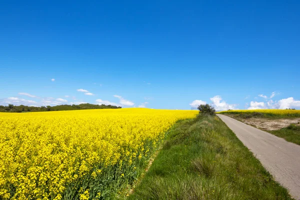 Koolzaad veld — Stockfoto