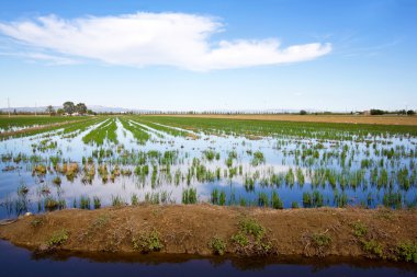 Rice field in Delta de l'Ebre clipart