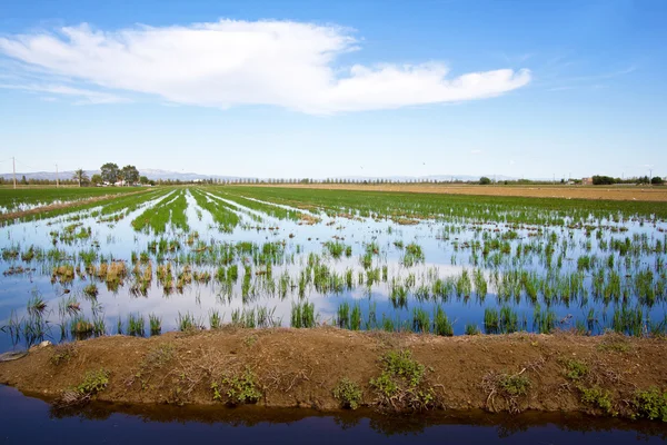 Rice field in Delta de l'Ebre