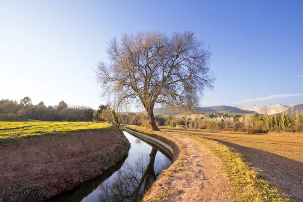 Grote en oude eik naast het water kanaal — Stockfoto