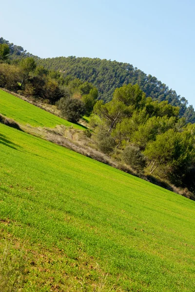 Campo — Fotografia de Stock