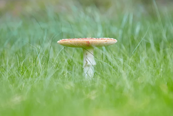 Toadstool at the forest — Stock Photo, Image