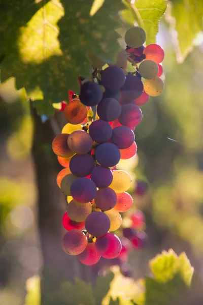 Raisins de vin colorés sur une branche — Photo