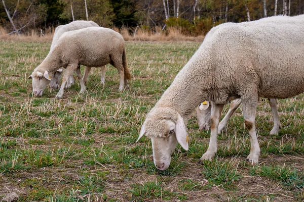 Schafe Weiden Freien Vlasina See Ostserbien — Stockfoto
