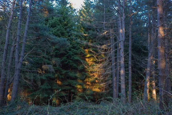 Prachtig Bos Namiddaguren Vlasina Meer Oost Servië — Stockfoto