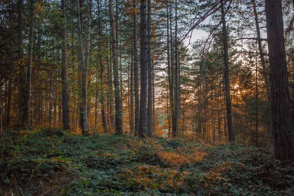 Prachtig Bos Namiddaguren Vlasina Meer Oost Servië — Stockfoto