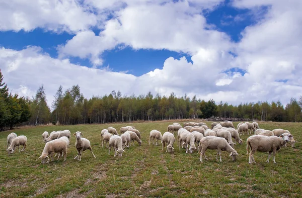 Rebaño Ovejas Pastando Aire Libre Lago Vlasina Serbia Oriental —  Fotos de Stock