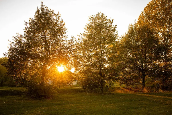 Zonnestralen Door Boom Middag Herfst Vibes — Stockfoto