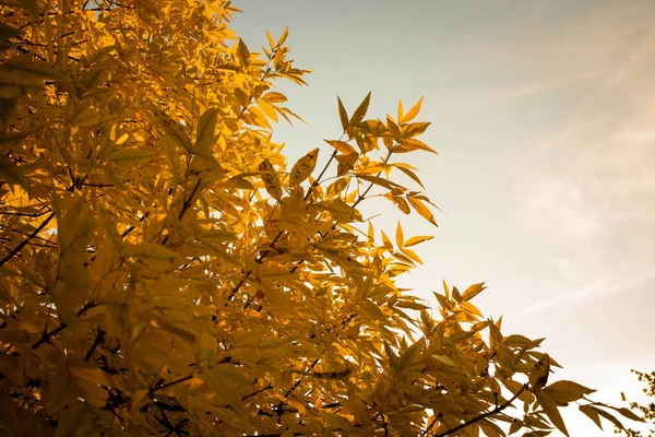 Πορτοκαλί Φύλλα Στα Δέντρα Στο Πάρκο Φθινοπωρινή Αύρα — Φωτογραφία Αρχείου