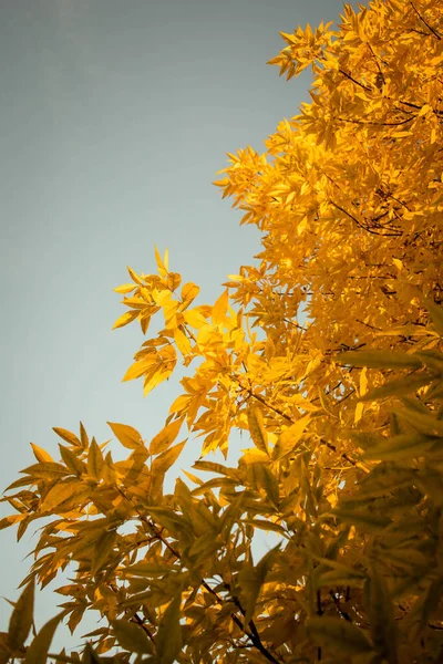 Folhas Laranja Nas Árvores Parque Vibrações Outono — Fotografia de Stock