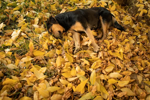 Caini Draguti Vagabonzi Care Dorm Frunzele Din Parc — Fotografie, imagine de stoc