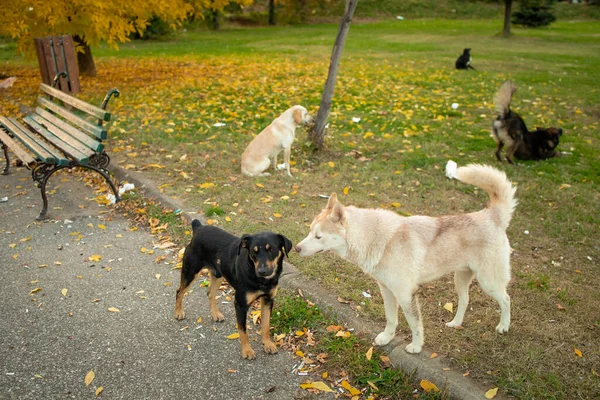 Μια Ομάδα Αδέσποτων Σκύλων Στο Πάρκο Φθινόπωρο — Φωτογραφία Αρχείου