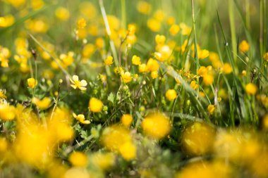 Açık havada küçük sarı çiçekler, çimenler.