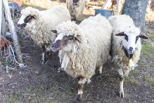 Primo Piano Tre Pecore Domestiche Bianche Dell Azienda — Foto Stock