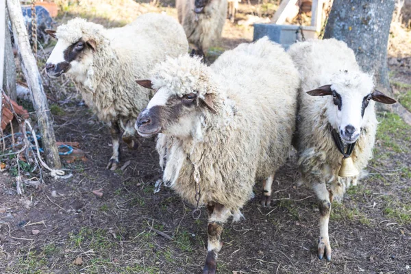 Close Van Drie Boerderijschapen — Stockfoto