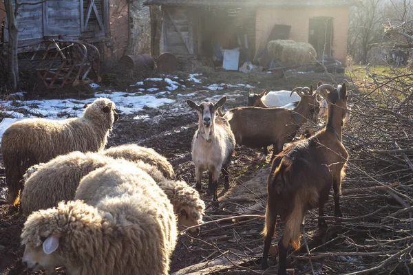 Bahçede Duran Evcil Koyun Keçilere Yakın Çekim — Stok fotoğraf