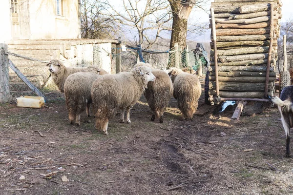 Owce Kozy Domowe Stojące Podwórku — Zdjęcie stockowe