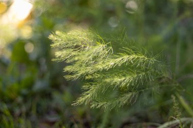 Bahçedeki yeşil kuşkonmaz yapraklarını yakından çek. Arkaplan