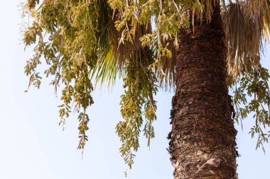 Yunanistan 'da palmiye ağacına yakın çekim. Tatil titreşimleri