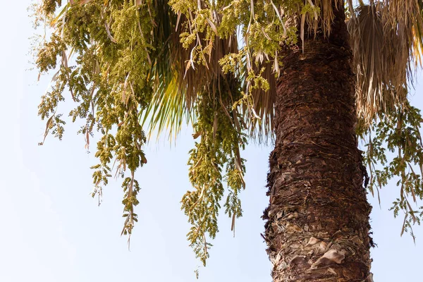 Yunanistan 'da palmiye ağacına yakın çekim. Tatil titreşimleri